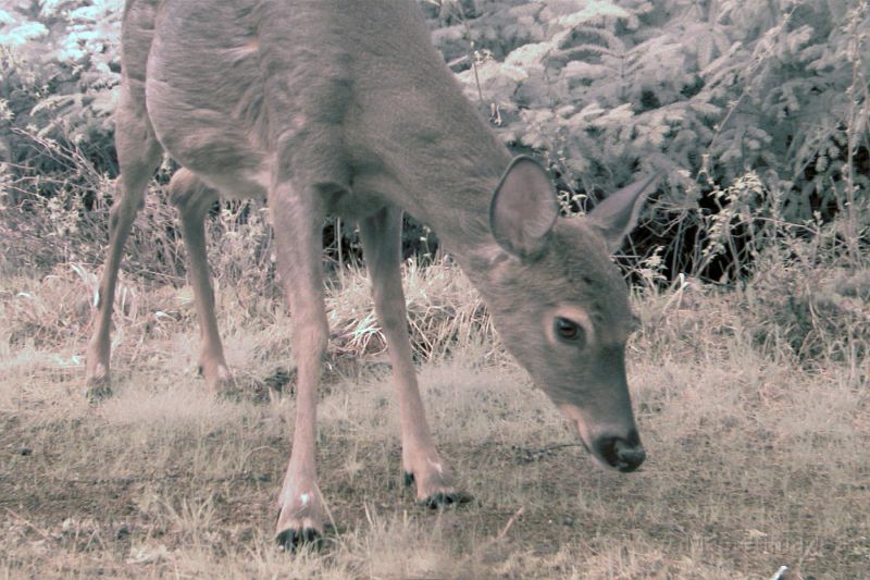 Deer_051711_0842hrs.jpg - White-tailed Deer (Odocoileus virginianus)